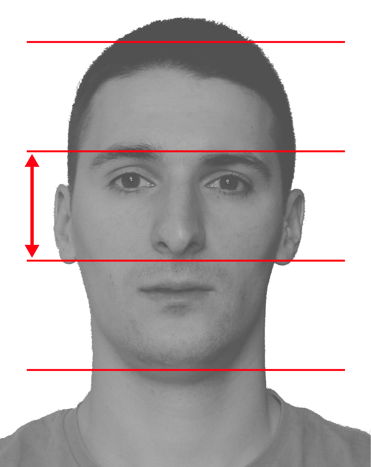 2.1. ANATOMIA TWARZY Rysunek 2.6: Podział pionowy twarzy na 3 równe części Rysunek 2.7: Szerokość nosa i oczu twarzy pomiędzy czubkiem nosa a podbródkiem, a linia ust pokrywa się z kątem żuchwy.