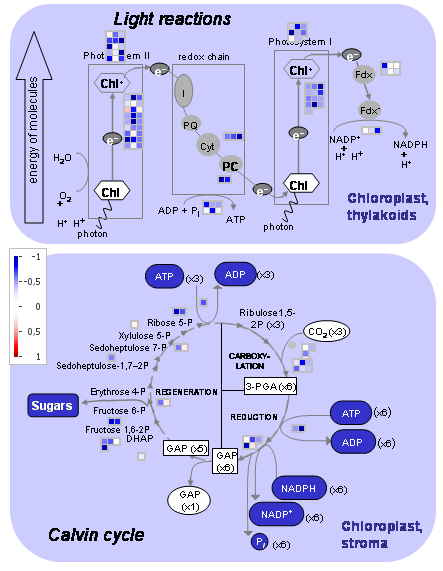 Stressed wt leaves GO Term P-value Genes Enrichment down in stressed wt 40,0% 30,0% 20,0% 10,0% 0,0% background Biological Process GO:0009657 plastid organization 2.