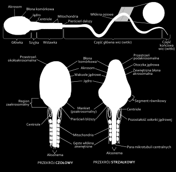 germinalnych: spermatogonie, spermatocyty i spermatydy. Przemiana spermatydy w spermatozoid (plemnik) to spermiogeneza.