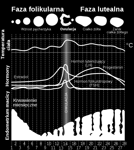 Cykl jajnikowy Ryc.4 Cykl jajnikowy z uwzględnieniem poziomów hormonów i zmian podsawowej temperatury ciała,, http://pl.wikipedia.org/wiki/menstruacja.