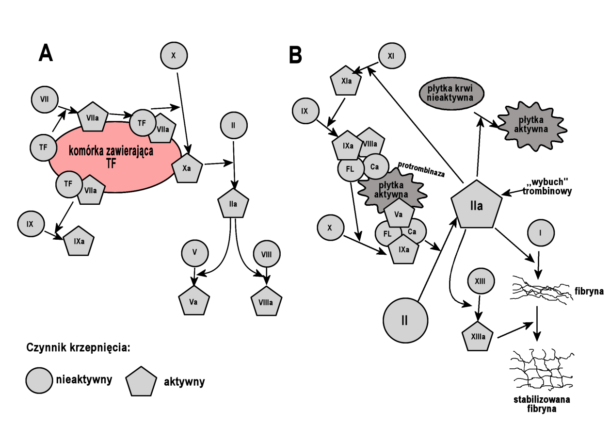 Rycina 1 - Schemat układu krzepnięcia na podstawie,,choroby Wewnętrzne,, pod red. A. Szczeklika (5) Proces przeciwstawny do krzepnięcia krwi określamy mianem fibrynolizy.