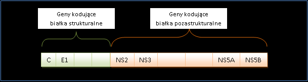 Wykres 1. Struktura genomu wirusa HCV (wg Banerjee 2010). Genotyp wirusa warunkuje odpowiedź na leki przeciwwirusowe oraz może wpływać na rodzaj zmian rozwijających się w poszczególnych narządach.