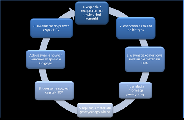 Wykres 2. Etapy cyklu życiowego wirusa zapalenia wątroby typu C (wg Fukasawa 2010).