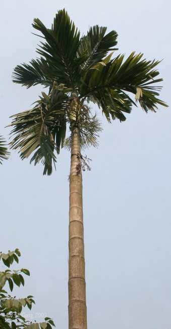 Areca catechu, palma betelowa arekolina Zawiera m.in. alkaloid arekolinę. Arekolina jest środkiem parasympatykomimetycznym pobudzającym układ przywspółczulny.