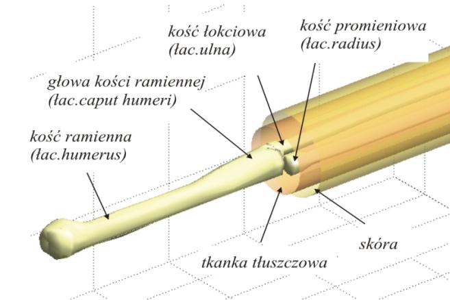 bliższym kości ramiennej (łac. humerus) znajduje się głowa kości ramiennej (łac. caput humeri), w której również wyróżnia się kilka części składowych, m.in. tzw. szyjkę chirurgiczną (łac.