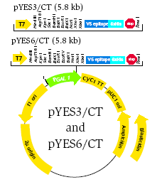 Inne drożdżowe szczepy gospodarzy dla wektorów serii pyes (pyc) Zastosowanie wektorów plazmidowych takich jak: pyes6/ct i pyc6/ct niosących uniwersalny marker selekcyjny: gen oporności na