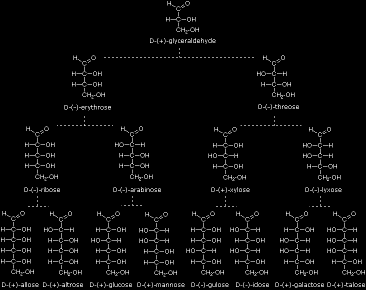 Rodzina D-aldoz D-(+)- aldehyd glicerynowy D-(-)-erytroza D-(-)-treoza D-(-)-ryboza D-(-)-arabinoza D-(-)-ksyloza D-(-)-liksoza D-(+)-alloza