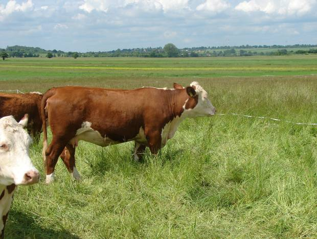 liczby dni wypasu zwierząt na jednej kwaterze w rotacji (zwykle 3-5 dni) i liczby stad wypasanych zwierząt (najczęściej jedno).