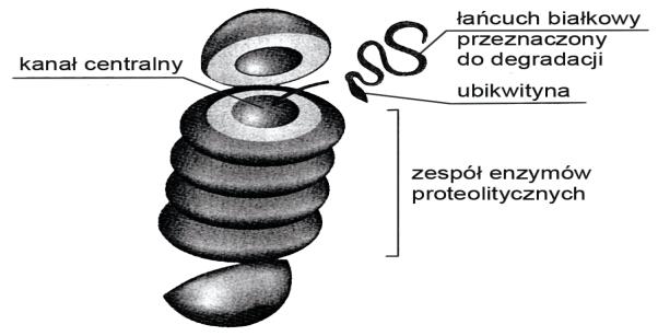 Zadanie 43. (3 pkt) Na schematach przedstawiono dwie struktury komórkowe: rybosom i proteosom.