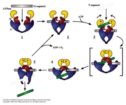 Topoizomeraza II Dodanie