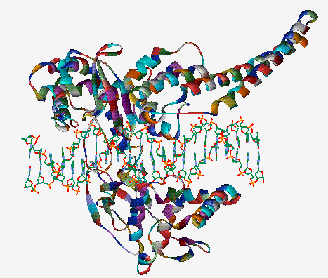 DNA zastosowanie - KT w biologii Oszacowanie, jak szybko enzymy działają na DNA Enzymy topoizomerazy mają prawo tylko do zmiany jednego przejścia w danym czasie.