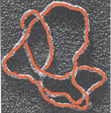 DNA zastosowanie - KT w biologii