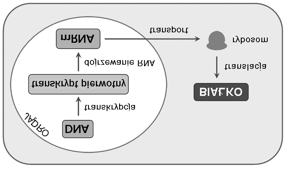 5 Transkrypcja i procesy posttranskrypcyjne 5.