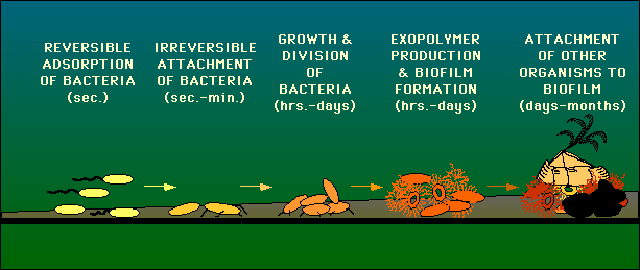 Biofilm Trójwymiarowa kolonia bakterii zawartych w macierzy zewnątrzkomórkowych polimerów (egzopolisacharydów) wykazujących