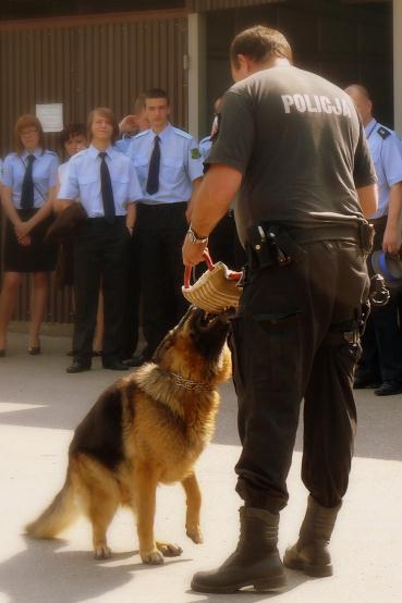 Grudzień 2012 Strona 31 Program prewencyjny pod nazwą: Ostrożnie pies. KP Policji w Przeworsku wdraża do realizacji program prewencyjny pn.