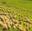 WOJEWÓDZTWO POMORSKIE Opis gospodarstwa: Całkowita powierzchnia gospodarstwa 50 ha, w tym grunty orne 17 ha, użytki zielone 13 ha Główne kierunki produkcji: chów owiec (stado