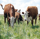 WOJEWÓDZTWO KUJAWSKO POMORSKIE Opis gospodarstwa: Całkowita powierzchnia gospodarstwa 69,29 ha, w tym grunty orne 66,05 ha, użytki zielone 30 ha Główne kierunki produkcji: chów bydła