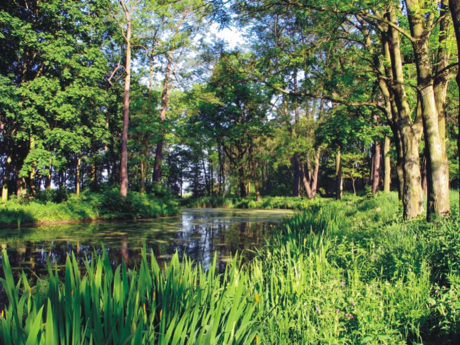 W miejscowości Sietesz znajduje się jedyny w Polsce rezerwat kłokoczki południowej. Na terenie Zalesia występuje piękny i potężny kilkusethektarowy zespół modrzewia europejskiego.