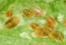 Śliwa ( ) Owocówka śliwkóweczka - Laspeyresia funebrana (5) (diflubenzuron, indoksakarb, metoksyfenozyd, tiachlopryd, spinosad) Mszyce Aphididae (3) (pirimikarb, tiachlopryd, pyretroidy) Misecznik