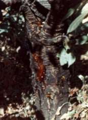 Śliwa ( ) Grzybowe patogeny ran, rak bakteryjny: Brak Brunatna zgnilizna drzew pestkowych (2): (8 preparatów, ale tylko 2 substancje czynne (tebukonazol, tiofanat