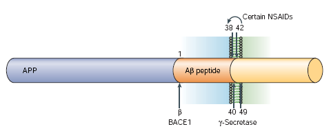 Therapeutic strategies for Alzheimer disease Modulation of γ-secretase cleavage by non-steroidal