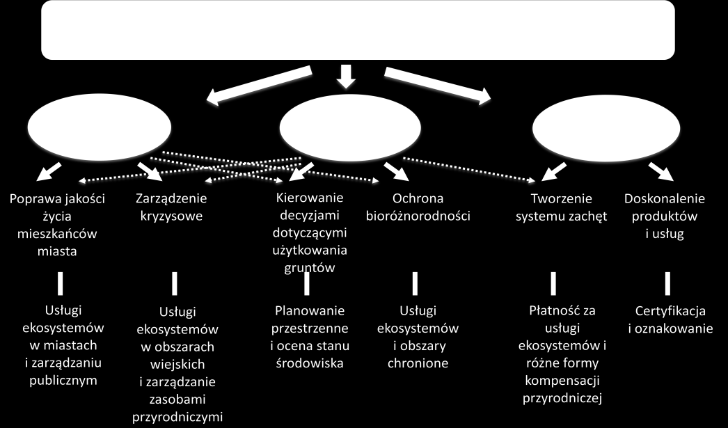 K o r z y ś c i z zielonej infrastruktury n a t l e k l a s y fikacji usług ekosystemowych Usługi siedliskowe (wspierające ekosystemy) 1. Ochrona bioróżnorodności/gatunków (m.in. ochrona siedlisk, możliwośd migracji gatunków, przestrzenna ciągłośd siedlisk) Usługi regulacyjne 1.