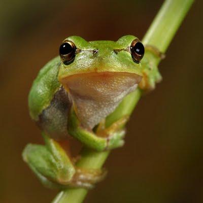 Dział zoologii badający płazy i gady.