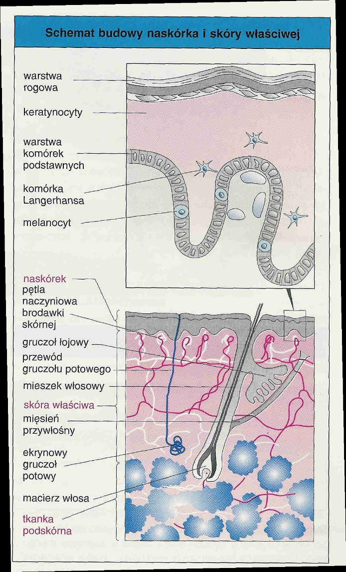 BUDOWA I FUNKCJE SKÓRY Skóra jest największym narządem naszego ciała o złożonej budowie, stanowi ok. 15% wagi ciała, jej powierzchnia u dorosłego człowieka wynosi ok.