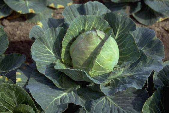 Kryteria wyboru zakupu Jakość produktu Cena produktu Opakowanie Szybkość dostawy Marka