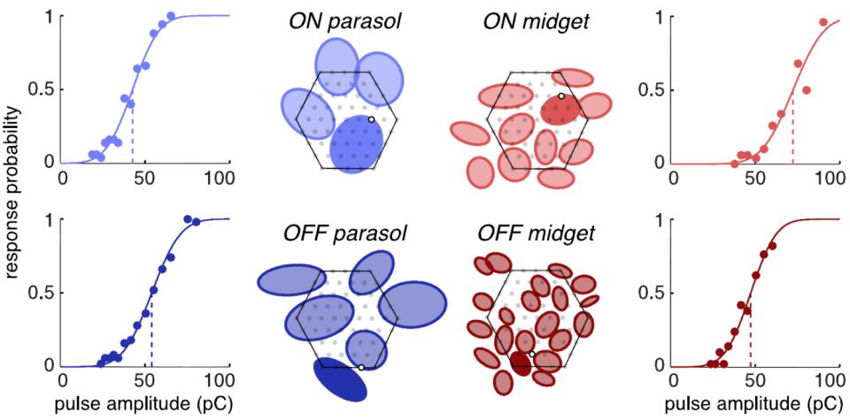 Figure 1. ON and OFF parasol and midget cells in a single preparation exhibited similar activation thresholds. Response curve of one representative cell of each type is shown.