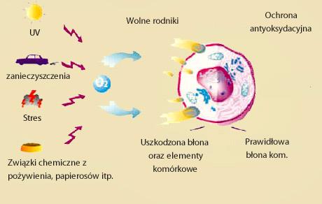 Crystal Water System neutralizuje w Twoim organizmie wolne rodniki tlenowe Wolny rodnik to inaczej aktywny tlen Powstaje przez stres, alkohol, papierosy itp.