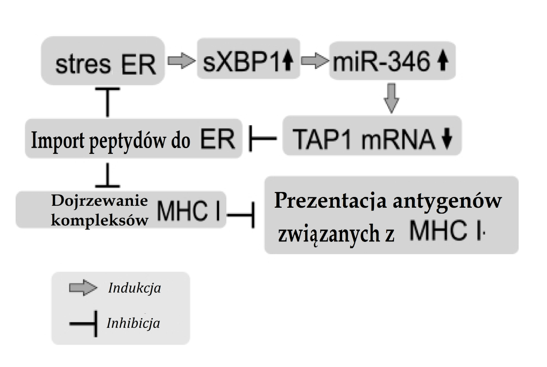 Rysunek 4. Wpływ stresu ER na dojrzewanie kompleksów MHC I. Na podstawie [35].