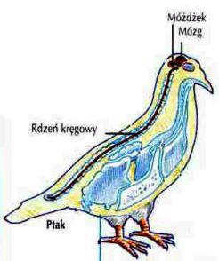 powrotem do obiegu. Erytrocyty ptaków są niewielkie i w odróżnieniu od ssaków posiadają jądro komórkowe. Układ krwionośny zapewnia utrzymanie stałej temperatury ciała wynoszącej średnio 39,5 o C.