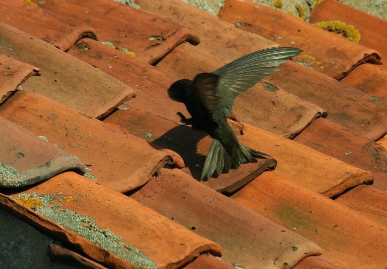 siedlisko jerzyków w jego dawnym miejscu. Zdjęcia 1.