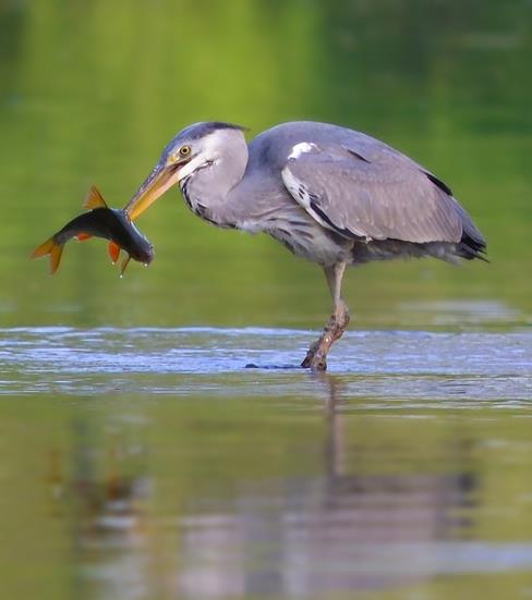 Konkursy upowszechniające wiedzę ekologiczną; I Konkurs fotograficzny pn. Natura 2000 i człowiek (nagrodami w konkursie będą lornetki).