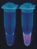 Rysunek 6B. Wizualizacja fluorymetryczna reakcji LAMP (fluorochrom: bromek etydyny) obraz w świetle UV. Probówka 1-K-, Probówka 2-amplikon LAMP. 5.