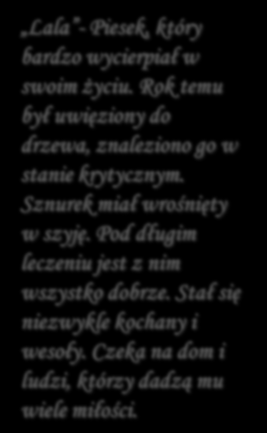 Lala - Piesek, który bardzo wycierpiał w swoim życiu. Rok temu był uwięziony do drzewa, znaleziono go w stanie krytycznym.