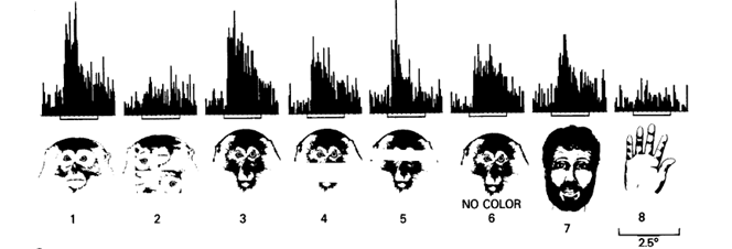ręki skierowanej ku dołowi, a jeszcze inne na widok pięści (por. rys. 2a). Podobne neurony, tym razem jednak reagujące na widok twarzy, odkrył neurofizjolog R.