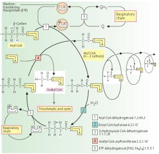 Slajd 16 TRANSPORT KWASÓW TŁUSZCZOWYCH Palmitoilotransferaza karnitynowa Rozkład tłuszczów Acylokarnityna -Oksydacja MITOCHONDRIA Karnityna Karnityna Acylokarnityna Acylokarnityna SPALANIE KWASÓW