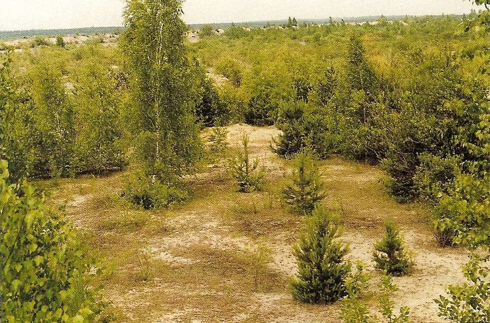 sylvestris, Geum urbanum, Melica nutans, Frangula alnus) występowanie 6 gatunków storczyków, w tym