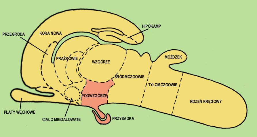 HIPOKAMP hipokamp pamięć zwrotna