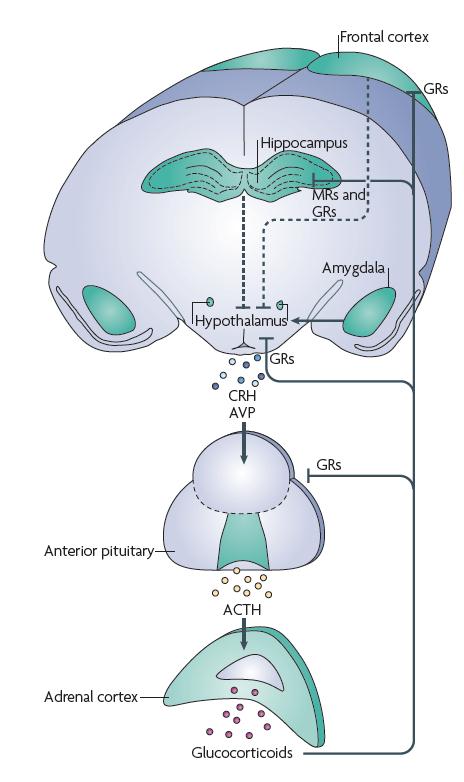 STRES W ZDROWYM MÓZGU SŁOWNICZEK Frontal cortex kora przedczołowa GRs receptory glukokortykoidów MRs receptory mineralokortykoidów Hippocampus hipokamp Hypothalamus - podwzgórze