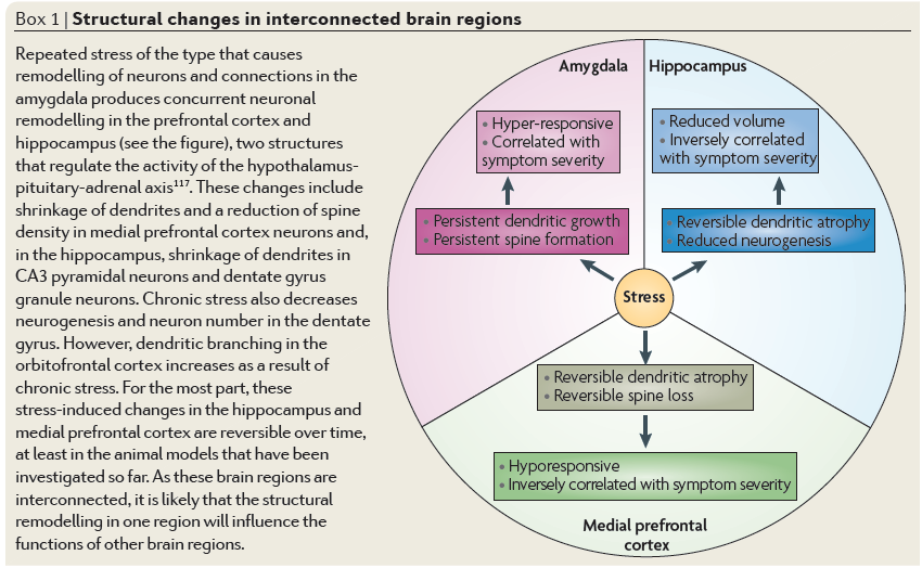 STRES W ZDROWYM MÓZGU Ciała migdałowate Rozrost drzewa dendrytycznego Tworzenie się nowych kolców dendrytycznych Nadwrażliwość neuronów Hipokamp Odwracalna atrofia dendrytów