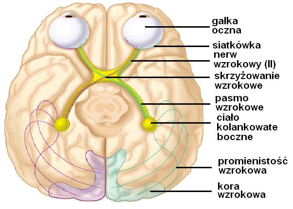 Ciało kolankowate boczne (LGN - lateral geniculate nucleus), a u zwierząt ich odpowiednik: listek ciała kolankowatego (IGL - intergeniculate leaflet, u gryzoni) Jest to jądro drogi wzrokowej, jego