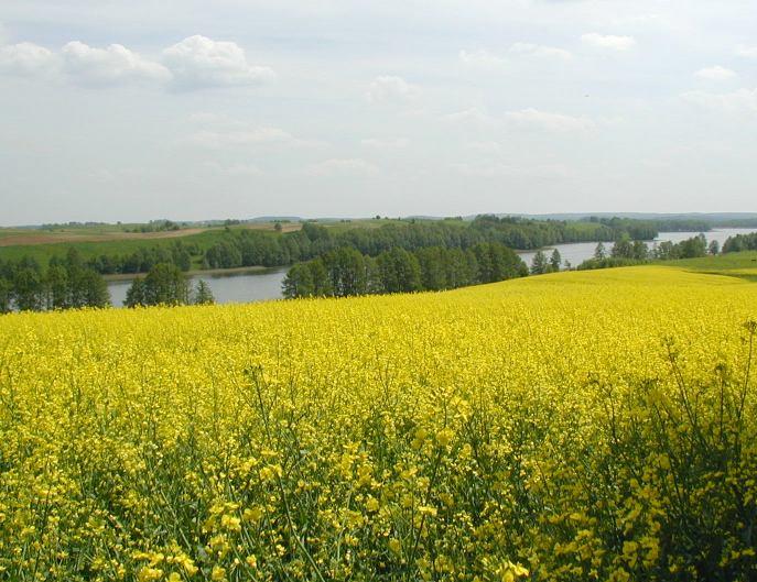 Zaburzenia wydzielania melatoniny: depresja wiosenna migreny + fotofobie, trudności z zasypianiem (zbyt mało melatoniny) depresja