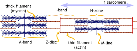 Podstawowa jednostka kurczliwa Sarkomer I A Białka miofibrylli biorące udział w skurczu aktyna miofilamenty aktynowe (troponina, tropomiozyna) miozyna filamenty miozynowe