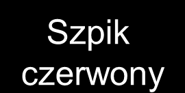 Szpik kostny: Szpik kostny czerwony - aktywny Szpik kostny żółty