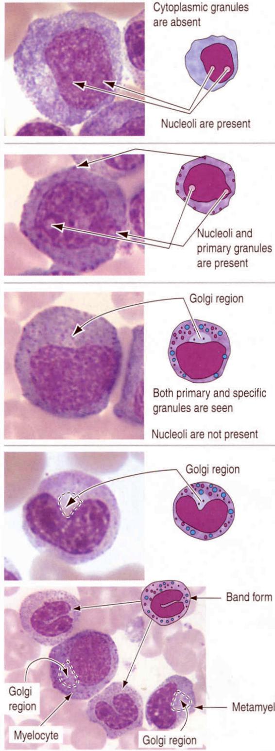 Granulopoeza MIELOBLAST PROMIELOCYT