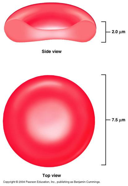 5μm dyskowaty kształt nie posiadają jądra i organelli