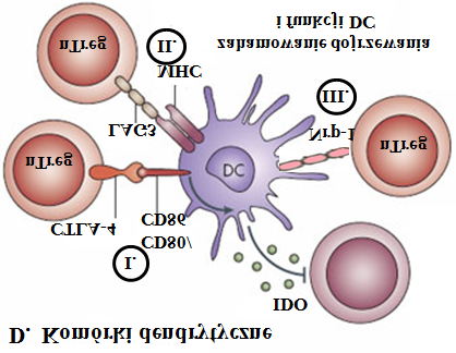 Ryc. 4 Mechanizmy działania limfocytów Treg ([według [128, 129]) Hamowanie efektorowych limfocytów T za pomocą cytokin (TGF-b, IL-2, IL-10) wydzielanych przez limfocyty ntreg (A).